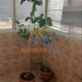 Margeanului Apartament de vanzare cu 3 camere, zona Rahova